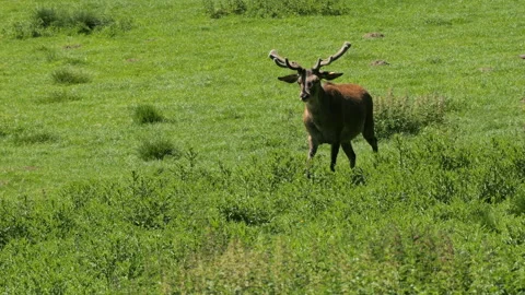 Fallow Deer 3 Stock Footage 197143283
