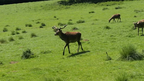 Fallow Deer 5 Stock Footage 197189259