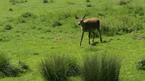 Fallow Deer 6 Stock Footage 197112420