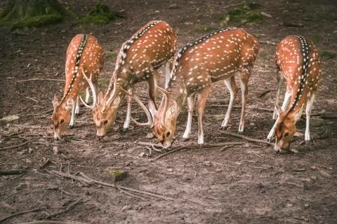 Fallow deer aligned while eating Stock Photos