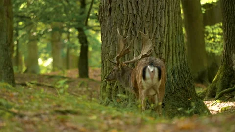 Fallow deer and his secretion in the forest during the Summer season Video stock 130850321