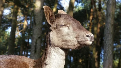 Fallow deer animal in the forest Video stock 87066792
