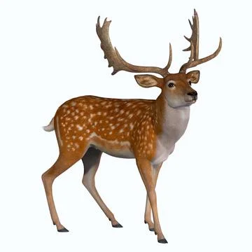 Fallow Deer with Antlers Stock Illustration