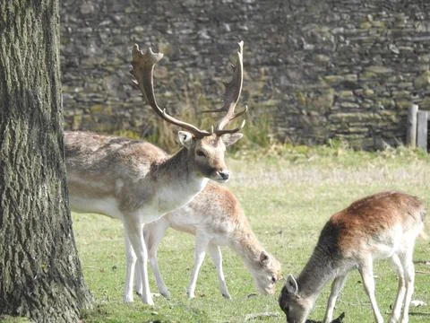 Fallow deer antlers Stock Photos