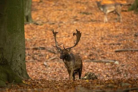 Fallow deer approaching on foliage in forest in autumn Stock Photos