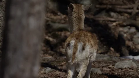 Fallow deer baby in forest Stock Footage 106582945
