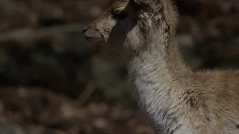 Fallow deer baby looking at camera Stock Footage 106582957