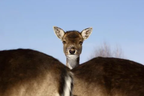 Fallow deer baby Stock Photos