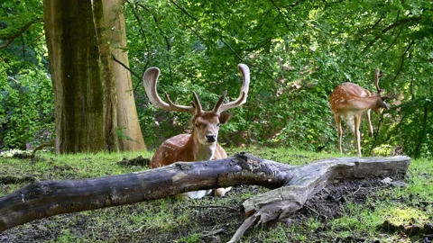 A fallow deer behind a tree trunk and another in the background Stock Footage 135520005