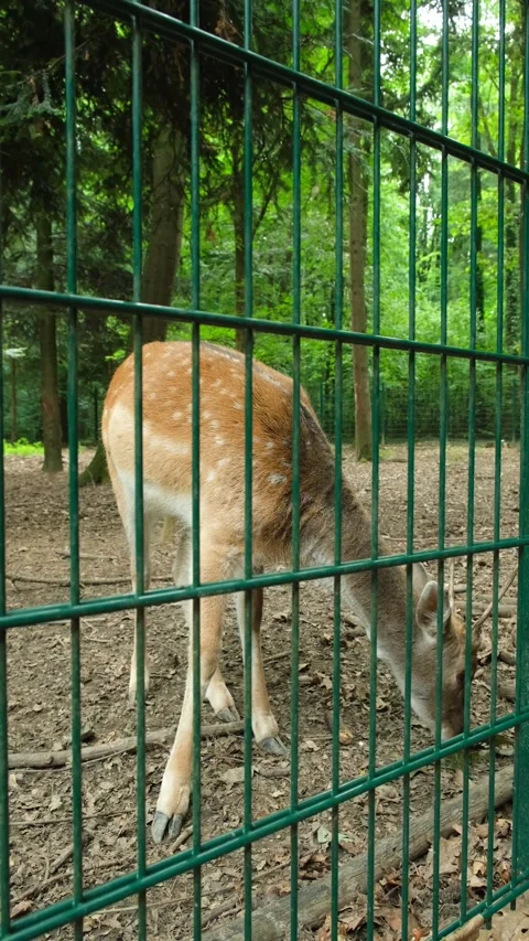 Fallow deer buck asking for food near enclosure fence in forest park Stock Footage 345715985