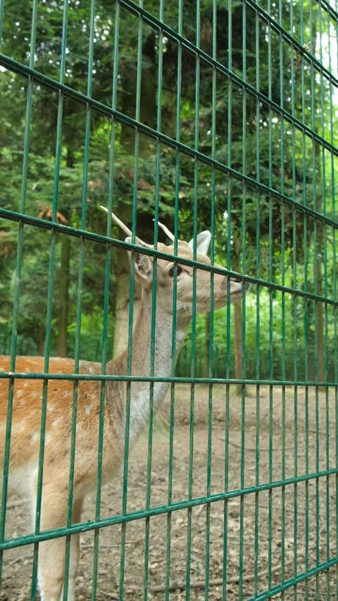 Fallow deer buck asking for food near enclosure fence in forest park Stock Footage 346623548