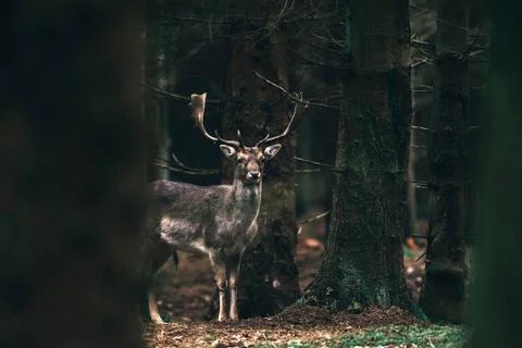 Fallow deer buck between trees in dense forest. Stock Photos