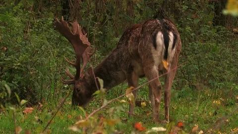 Fallow deer buck (dama dama) in rutting season - wildlife Stock Footage 82182845