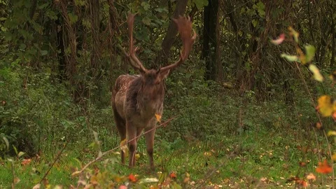 Fallow deer buck (dama dama) in rutting season - wildlife Stock Footage 82182849