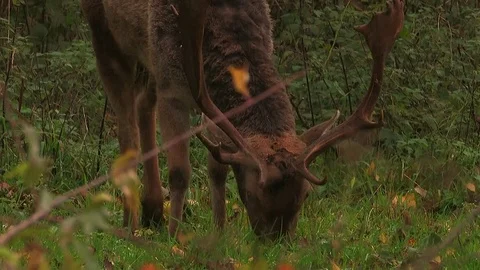 Fallow deer buck (dama dama) in rutting season - wildlife Stock Footage 82182854