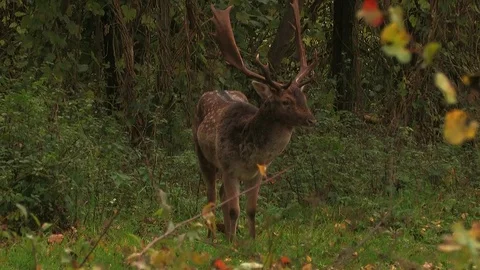 Fallow deer buck (dama dama) in rutting season - wildlife Stock Footage 82182862