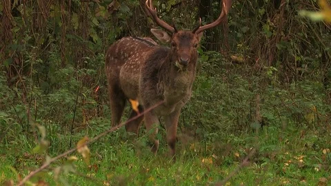 Fallow deer buck (dama dama) in rutting season - wildlife Stock Footage 82182866