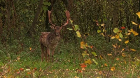 Fallow deer buck (dama dama) in rutting season - wildlife Stock Footage 82182869