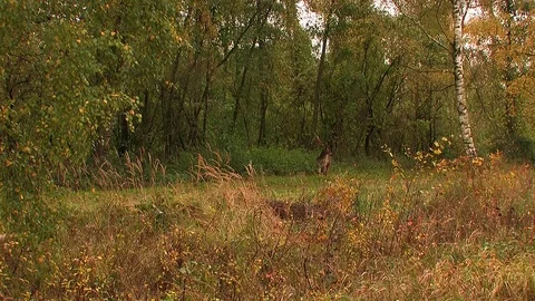 Fallow deer buck (dama dama) in rutting season - wildlife Stock Footage 82182874