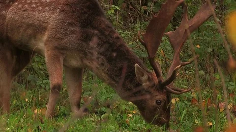Fallow deer buck (dama dama) in rutting season - wildlife Stock Footage 82182881