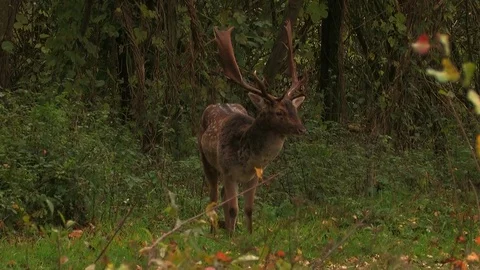 Fallow deer buck (dama dama) in rutting season - wildlife Stock Footage 82182886