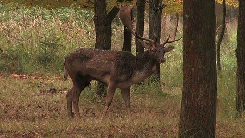 Fallow deer buck (dama dama) at rutting ground - wildlife -HD Stock Footage 82313376
