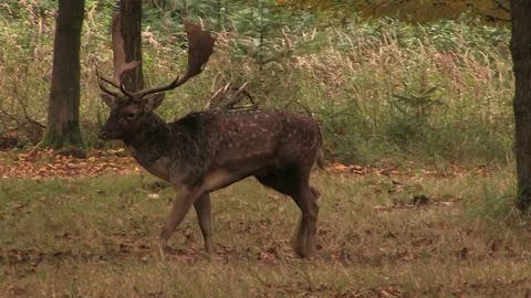 Fallow deer buck (dama dama) at rutting ground - wildlife -HD Stock Footage 82313383
