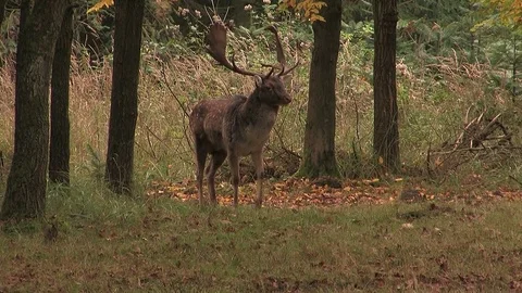 Fallow deer buck (dama dama) at rutting ground - wildlife -HD Stock Footage 82313387