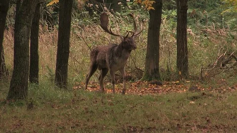 Fallow deer buck (dama dama) at rutting ground - wildlife -HD Stock Footage 82313390