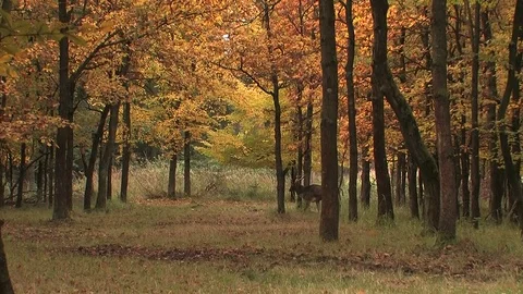 Fallow deer buck (dama dama) at rutting ground - wildlife -HD Stock Footage 82313450