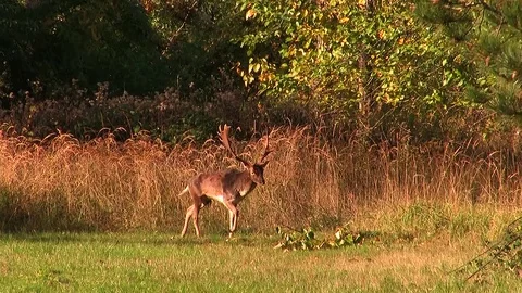 Fallow deer buck (dama dama) passing rutting place - wildlife - HD stock video Stock Footage 83246478