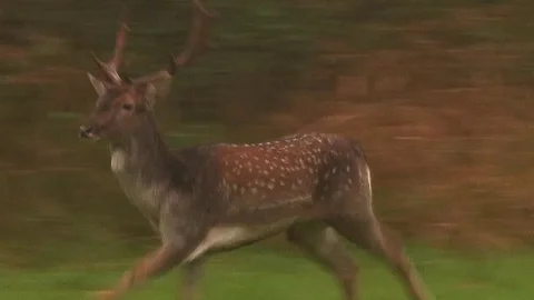 Fallow deer buck (dama dama) following deer in fog, rutting time - wildlife Stock Footage 83246480