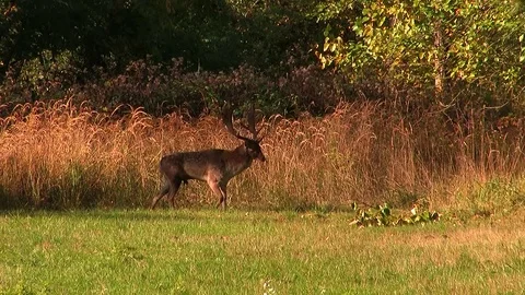 Fallow deer buck (dama dama) passing rutting place - wildlife - HD stock video Stock Footage 83246483