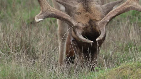 Fallow Deer Buck (Dama Dama) head close up Stock Footage 141933517