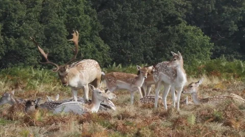 A Fallow Deer buck, Dama dama, checking over his hinds during rutting season. Stock Footage 149238320