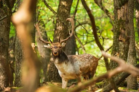 Fallow deer buck in the forest Stock-Fotos