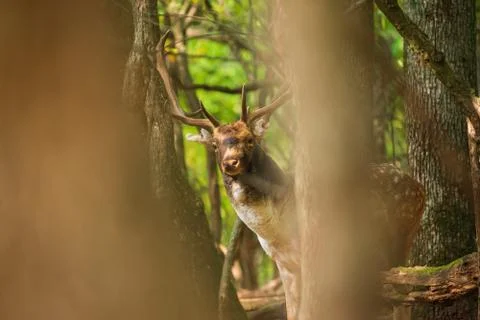 Fallow deer buck in the forest Stock-Fotos