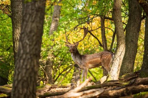 Fallow deer buck in the forest Stock-Fotos