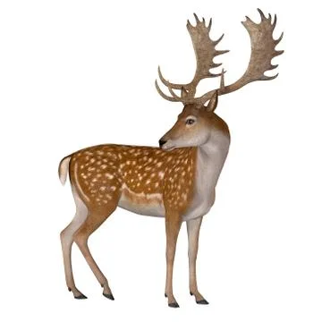Fallow Deer Buck Stock Illustration