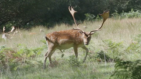 Fallow deer buck in a New Forest clearing, cleaning its genital area Stock Footage 56612434