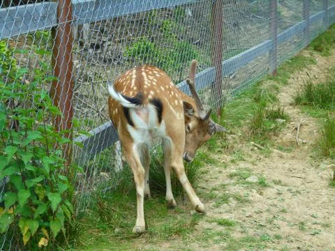 Fallow deer buck with one antler licking leg by chain link fence in enclosure Stock Photos
