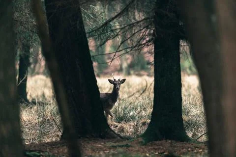 Fallow deer buck peeking between trees of forest. Stock Photos