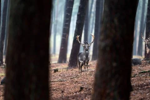 Fallow deer buck in rainy pine tree forest. Stock Photos