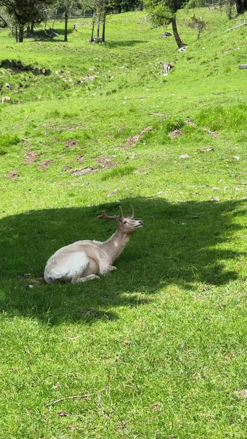 Fallow deer buck resting in the shade 库存影片 341772104