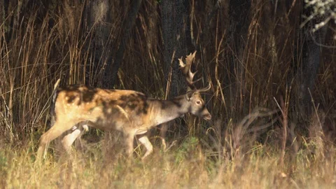 Fallow deer buck walking Stock Footage 90381130