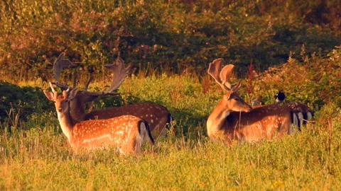 Fallow Deer Bucks (Dama dama) with Magpie Perched On One Of Them Stock Footage 158328112