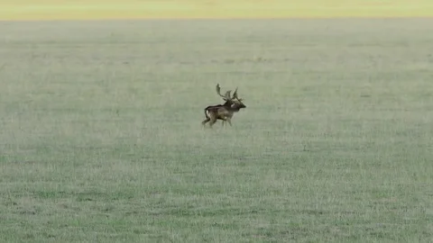 Fallow deer bucks fighting for dominance in mating season Stock Footage 81609487