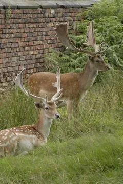 Fallow Deer Bucks Stock Photos