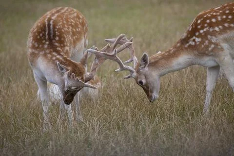 Fallow Deer Bucks Stock Photos