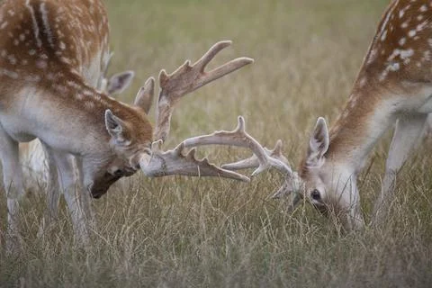 Fallow Deer Bucks Stock Photos